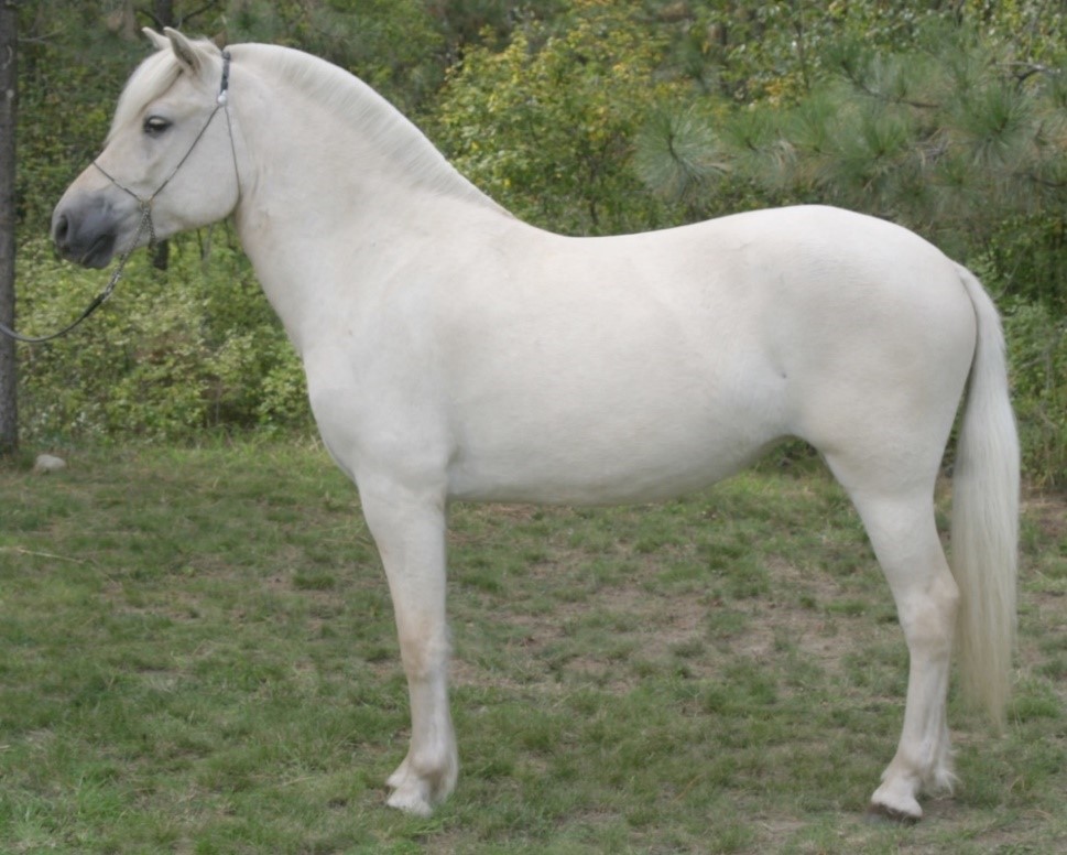 yellow dun horse